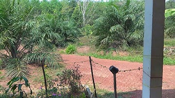 Feiyu SPG Live : Panning test