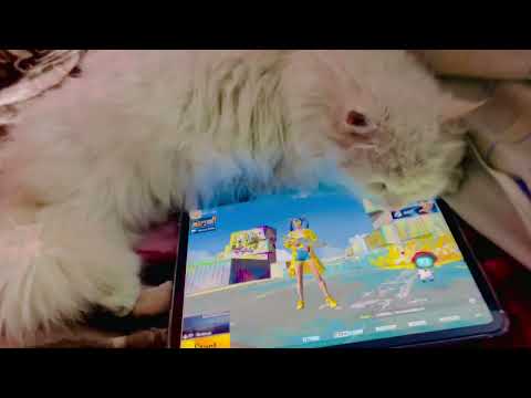 🐱MY CAT PLAYING PUBG MOBILE | WHERE IS CAT LOVERS🐱