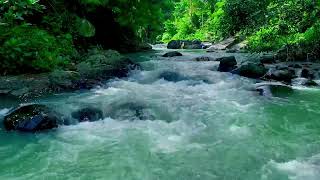 Natural River Sounds for Stress Relief and Focus | Gentle Water Flow
