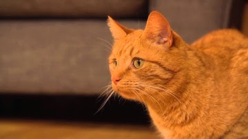 FroliCat* Interactive Cat Toys - Bolt, Dart, Dart Duo, Flik & Pounce (English)