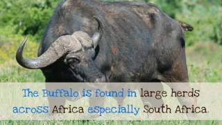 12 Interesting Things You Should Know About Buffalo
