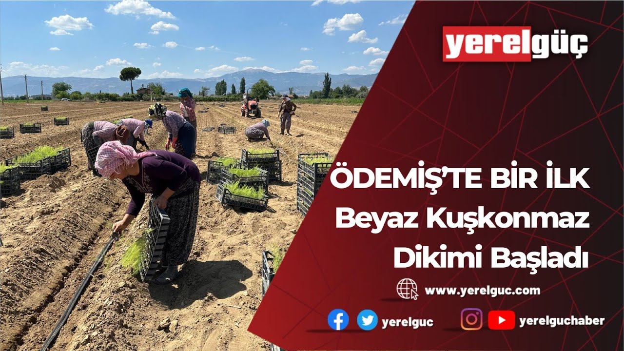 ÖDEMİŞ’TE BİR İLK BEYAZ KUŞKONMAZ DİKİMİ BAŞLADI