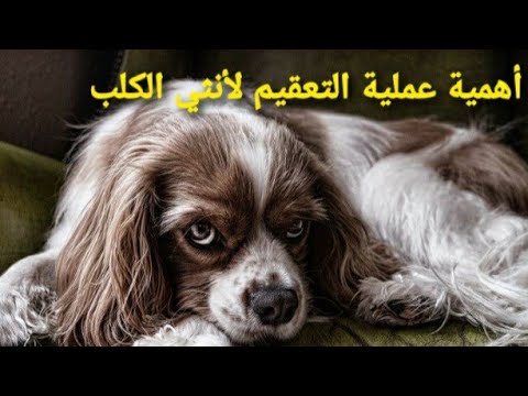 فيديو: ثلاثة تعديلات من سمك المهرج