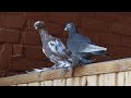 Узбекские двухчубые голуби , аплодируют в небе Чечни!