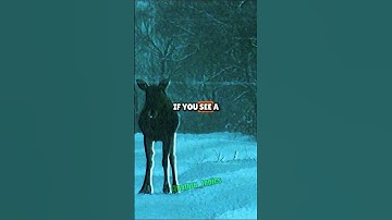 Waarom elanden de gevaarlijkste herten zijn die je ooit zult ontmoeten - Joe Rogan Experience