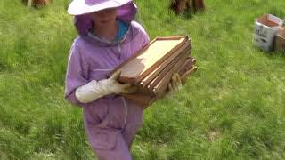 Dodavanje Satnih Osnova I Priprema Za Bagremovu Pašu. 27.04. 2022. Pčelarstvo Ivančević