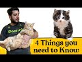 4 Things You need to Know Before Getting a Cat / Kitten