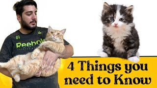 4 Things You need to Know Before Getting a Cat / Kitten