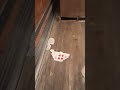 running circles inside a trailer.
