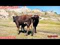 Must Watch Romantic Bull And Romantic Cow Together | village animals |