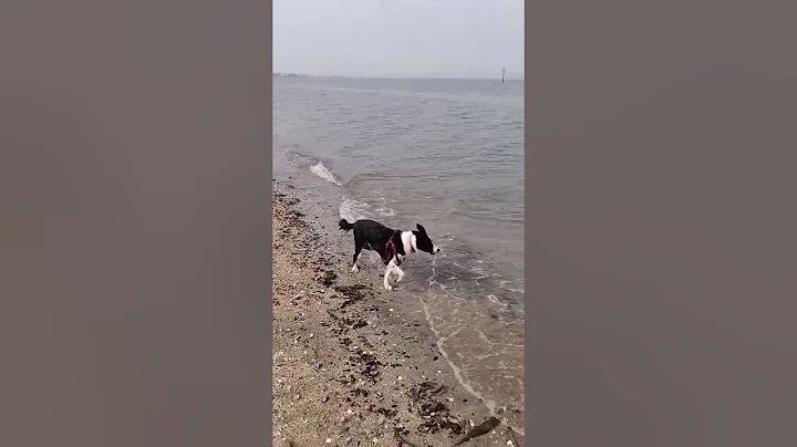 High Risk Challenge - ft. Doggo