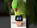 #parrot #watch#shorts #viralshortsvideo #ytshorts