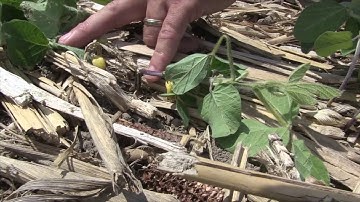 Soybean School: Rolling Revisited