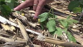 Soybean School: Rolling Revisited