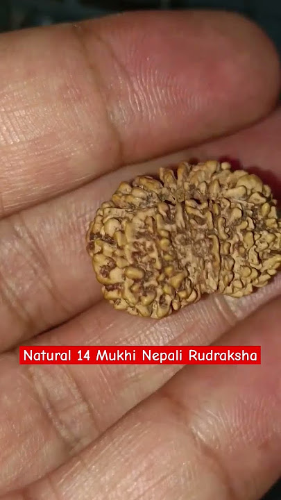 Natural 14 Mukhi Nepali Rudraksha #rudraksha #naturalstone #gemstone #navratnastones #tantraastro