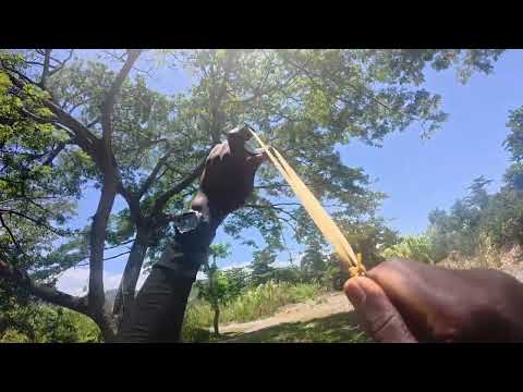 2v1 BIRD HUNTING IN JAMAICA GONE WRONG CRAY AGAINST SLINGSHOT AGAINST RUSHANE MARBLE GUN SURVIVAL