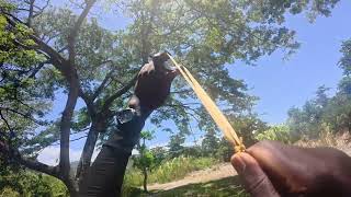 2v1 BIRD HUNTING IN JAMAICA GONE WRONG CRAY AGAINST SLINGSHOT AGAINST RUSHANE MARBLE GUN SURVIVAL