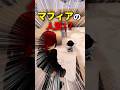 ママに捨てられたモコがマフィアのむすめに！？