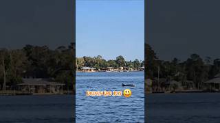 Dolphin 🐬 Dad Joke 😃