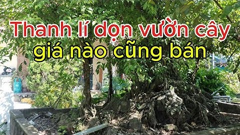 Thanh Lý Toàn Bộ Vườn Cây Giải Phóng Mặt Bằng–Cây Nhiều Năm, Giá Nào Cũng Bán. SĐT: 0975311223
