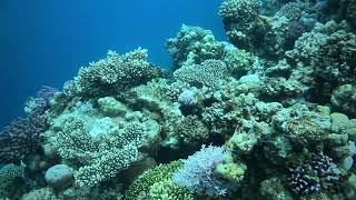 Diving in Egypt, Dahab, Lighthouse dive spot