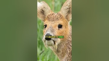 Vampire Deer: The Mysterious Fangs of the Animal Kingdom - Joe Rogan