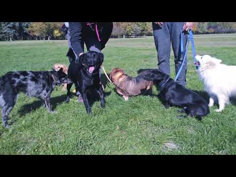 Videó: Dandie Dinmont Terrier