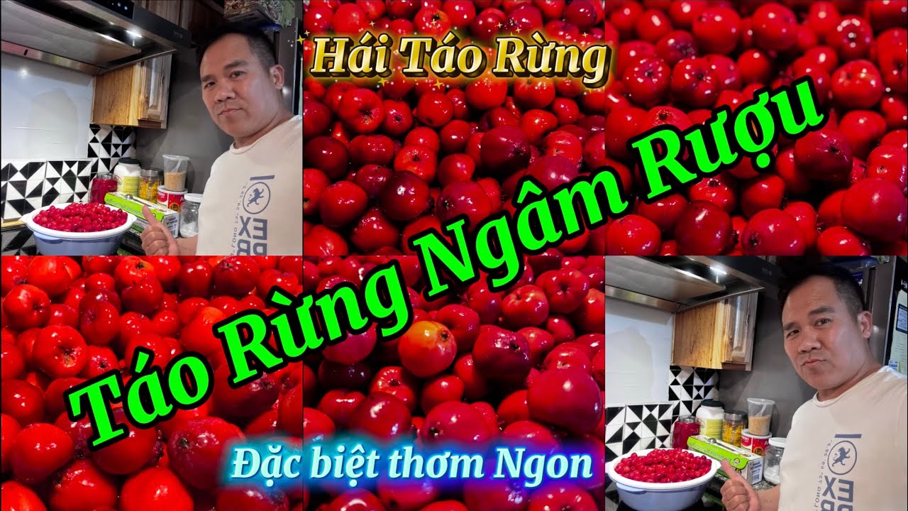 Hái Táo Rừng Về Ngâm Rượu Đặc Biệt Thơm Ngon uống mỗi ngày rất tốt tim ...