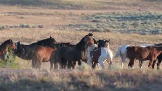 The Big Herd 72523  McCullough Peaks Wild Horses