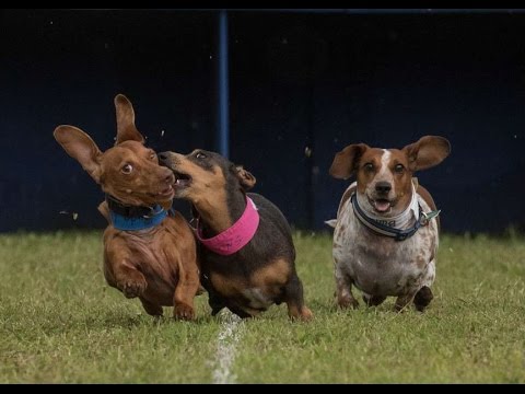 weenie dog races weenie dog races