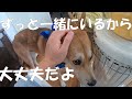 元保護犬・野犬と家族の絆