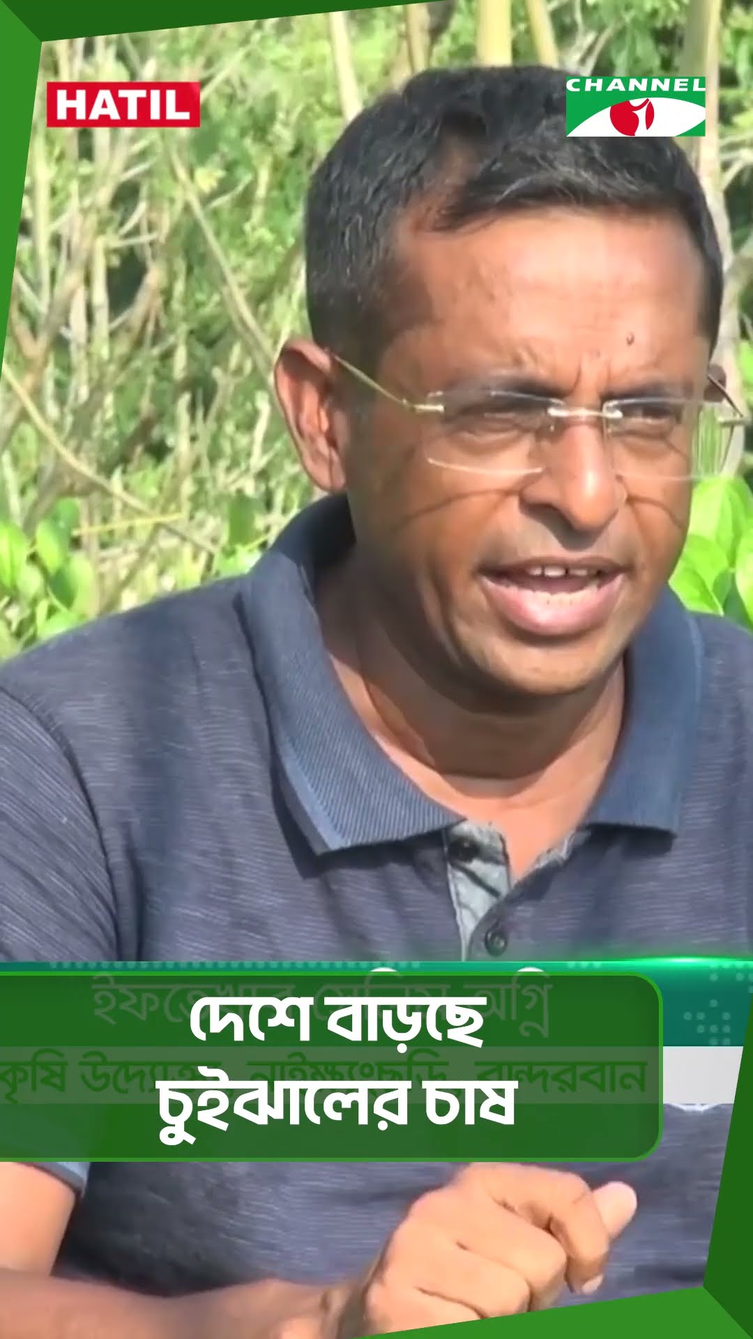 দেশে বাড়ছে চুইঝালের চাষ || Channel i News
