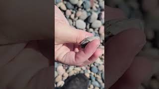 Could This Rock Be a Stromatoporoid Fossil? #michiganrocks