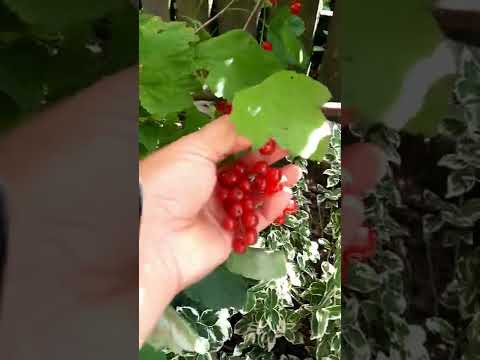 Harvesting Red Currant | Berries Season #short #shortvideo #shorts #youtube #reels