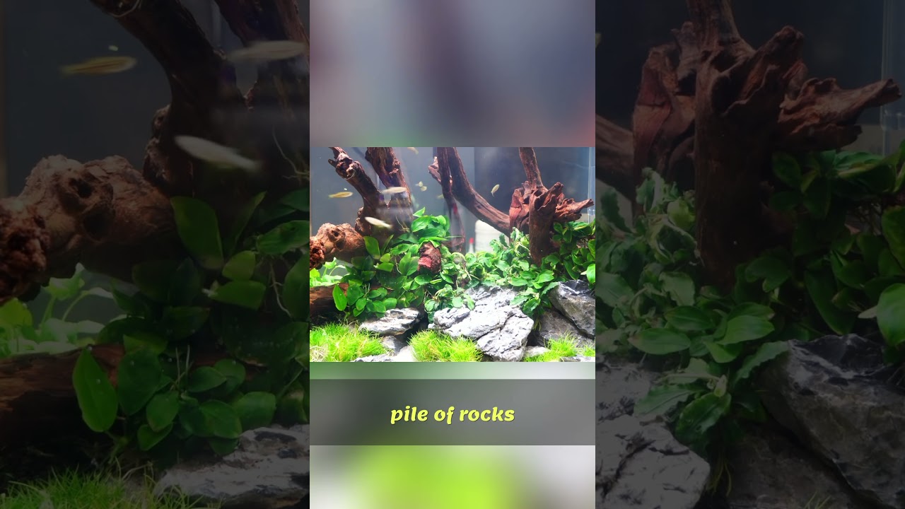 Easy Aquarium Plant Propagation - Grow More with Less Effort