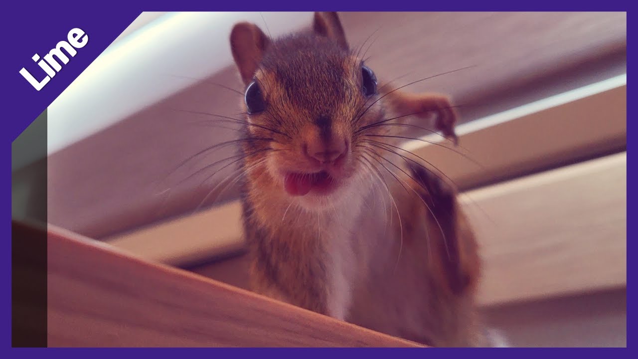 햇빛을 즐기는 다람쥐 / a chipmunk enjoying the sunshine YouTube