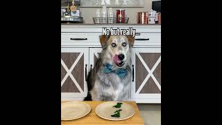 Dog Reviews Food | Taste Test 11