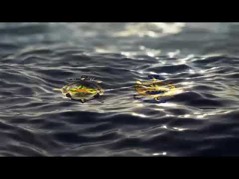 مهرجان شارات الهوايات بجمعية الكشافة البحرية فرع القليوبية