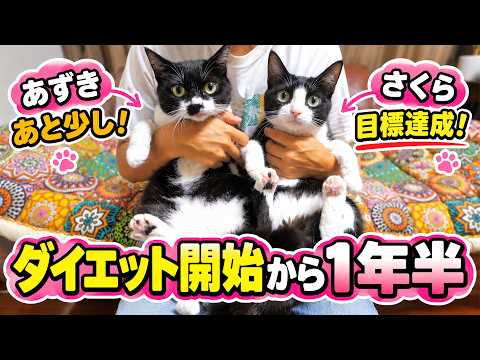 [Cat Diet] 1.5 Years In... Sakura Finally Reaches a Healthy Weight! Azuki Is Steadily Losing, Too