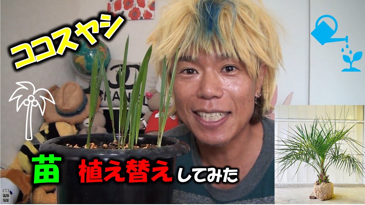 ヤシの木】観葉植物 ココスヤシの苗から袋栽培して育つか？やってみた