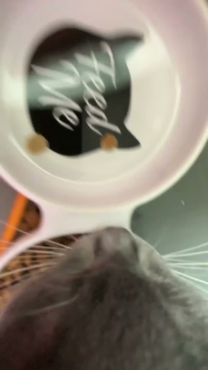 fat-cat-eat-his-food-10-10-youtube