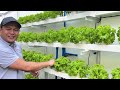 Pinakamahabang Hydroponics Farm sa Gilid ng Pader + Helpful Tips | Nars Adriano