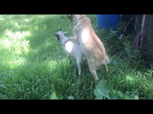 Tranny oz qozini soradi