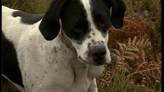 F.Oso Pardo y caza de perdiz pardilla. JARA Y SEDAL.