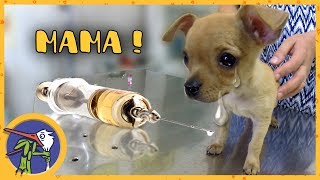 Котенок Печенька и щенок Гаффи снова на прививках. Заехали в зоомагазин Котенок Печенька и щенок Гаффи снова на прививках. Заехали в зоомагазин