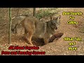 ALL ABOUT COYOTES - The Cycle of Life and Death - Coyote Dens and The Denning Season Episode 2