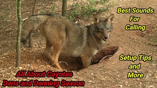 ALL ABOUT COYOTES - The Cycle of Life and Death - Coyote Dens and The Denning Season Episode 2