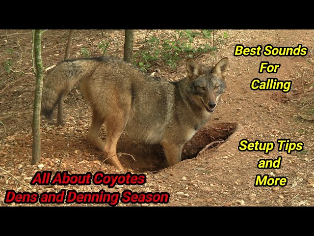 ALL ABOUT COYOTES - The Cycle of Life and Death - Coyote Dens and The Denning Season Episode 2 class=