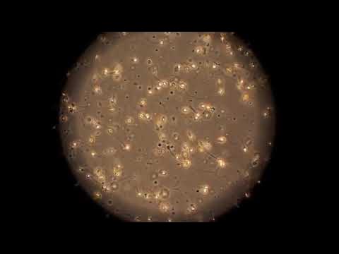 Түрік порно фильмі Толық әйелдің барлық саңылауларында трахния алғаны туралы бейне