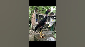 Quá trình của 1 con gà